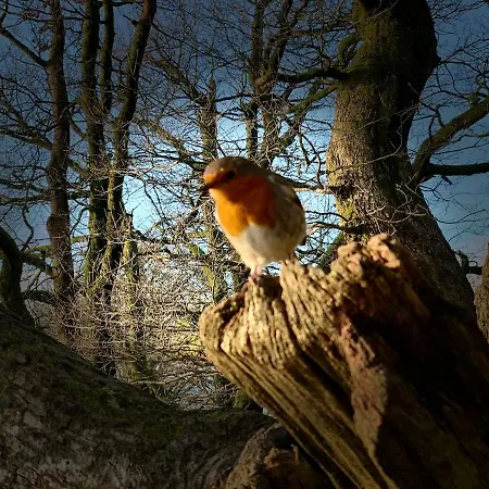 Newlands Is Charming And Pet-friendly