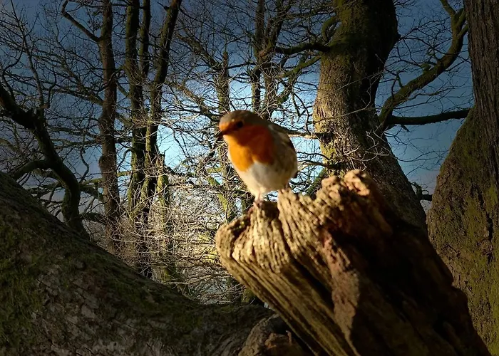 Newlands Is Charming And Pet-friendly